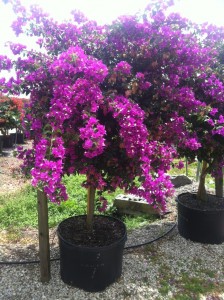 Bouganvilla Palm Beach Purple