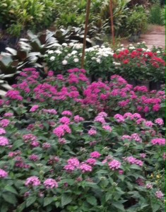 Pentas in Nursery 2