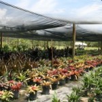 Plants and trees at wholesale prices