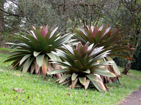 imperial bromeliad bromiliad largest month plant november landscaping bromiliads beautiful